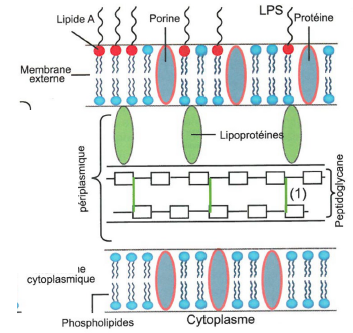 structure de la paroi des bactéries à Gram négatif