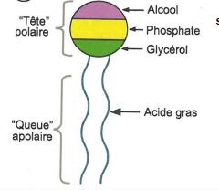 Phospholipide