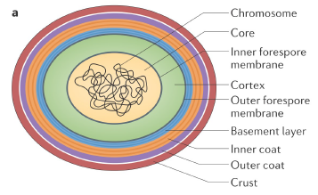 Structure d'une spore