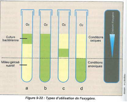 Type de bactéries