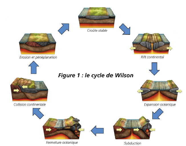 Le cycle de Wilson